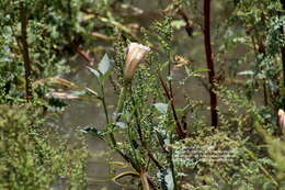 Image of Latin Thorn-Apple