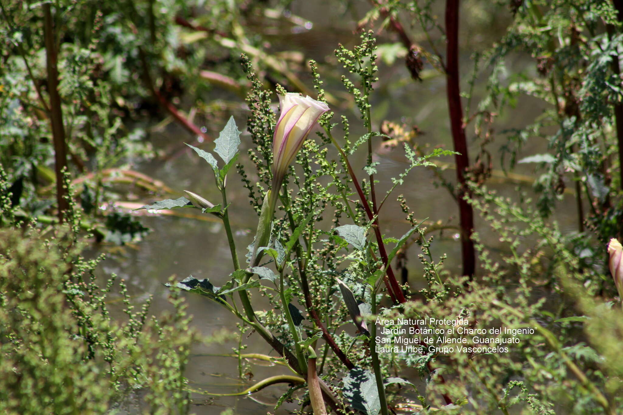 Image of Latin Thorn-Apple