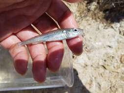 Image of Endora&#39;s hardyhead