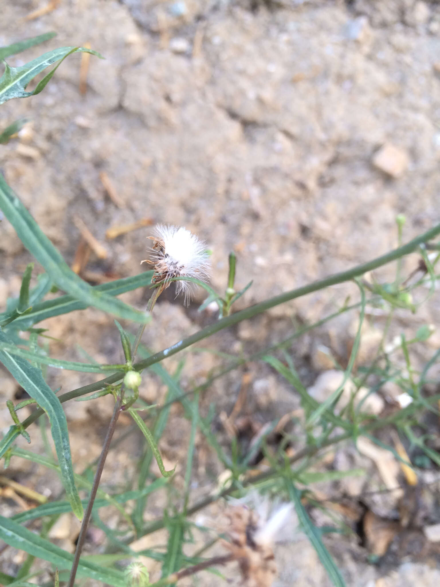 Imagem de Malacothrix saxatilis (Nutt.) Torr. & A. Gray