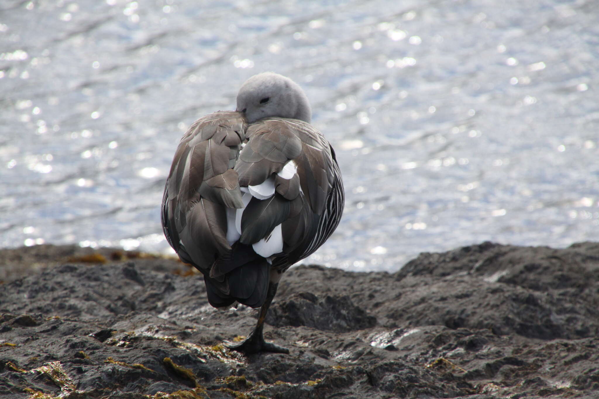 Image of magellan goose, upland goose