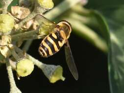 Image de Syrphus torvus Osten Sacken 1875