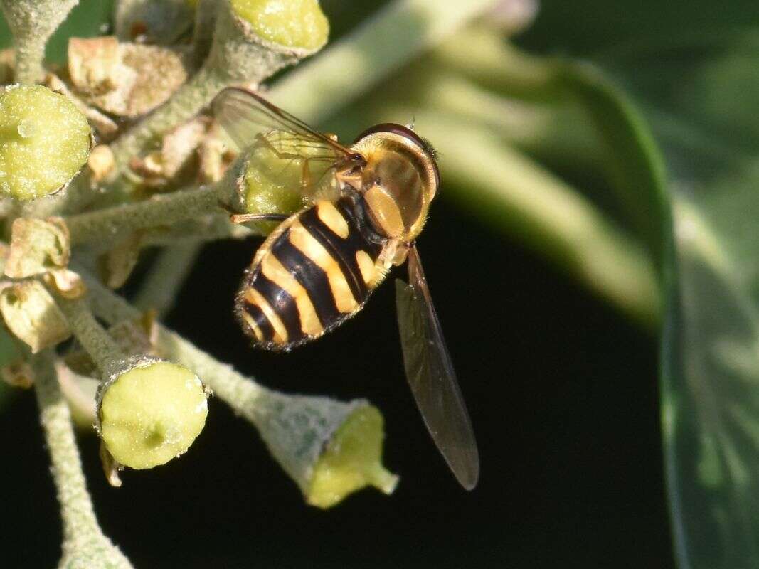 Image de Syrphus torvus Osten Sacken 1875