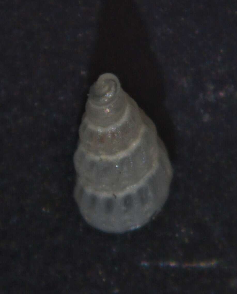 Image of Tragula fenestrata (Jeffreys 1848)