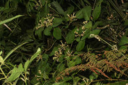 Image of Dendropanax sessiliflorus (Standl. & A. C. Sm.) A. C. Sm.