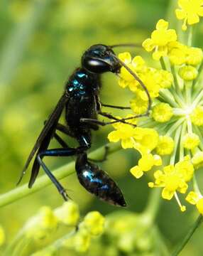 Image of Blue Mud Wasps