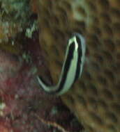 Image of Cleaner Goby