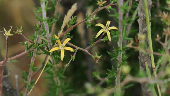 Image of Wahlenbergia albens (Spreng. ex A. DC.) Lammers