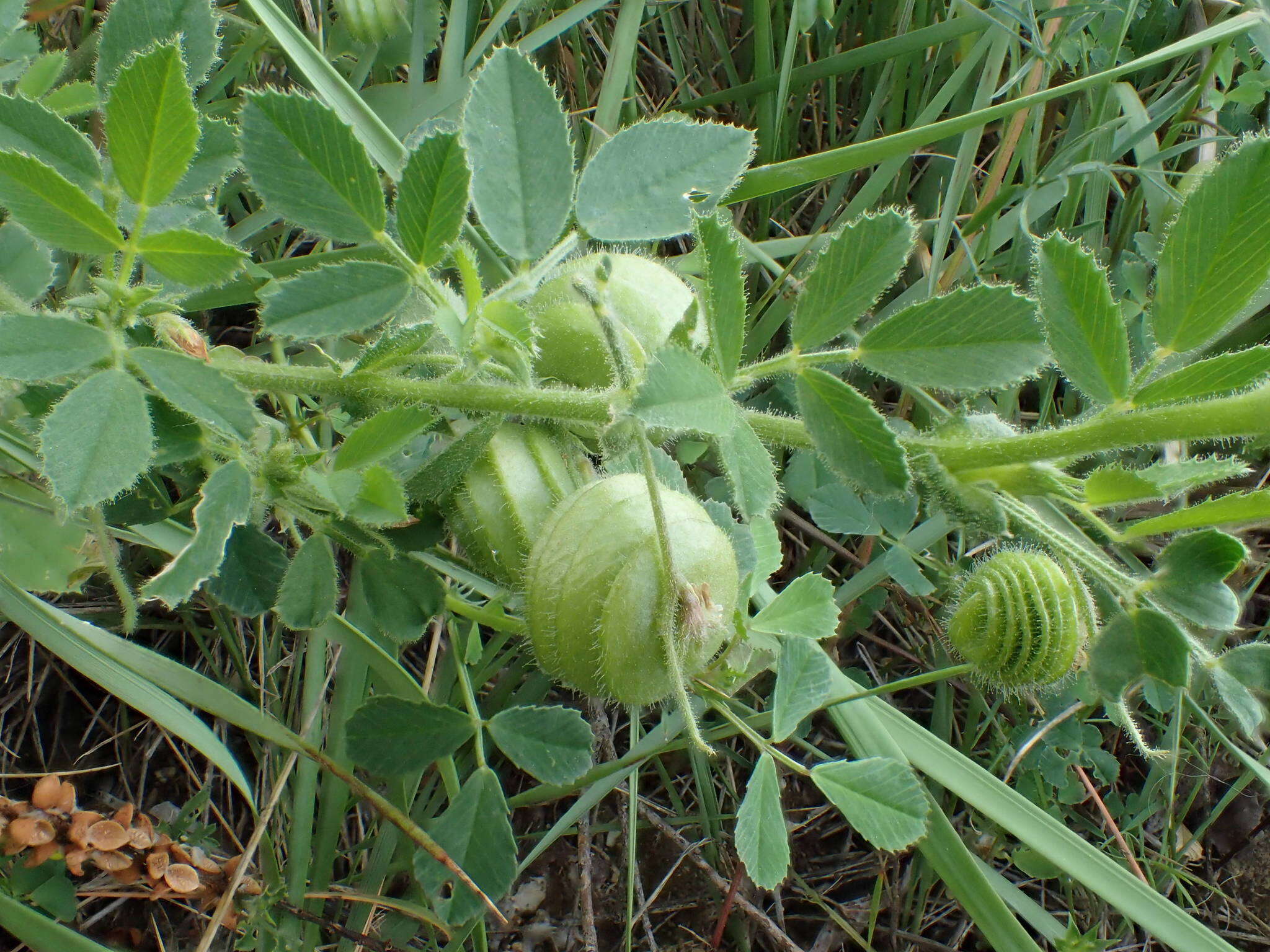 Image of snail medick