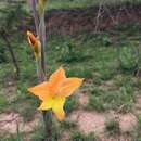 Sivun Gladiolus aurantiacus Klatt kuva