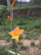 Image of Gladiolus aurantiacus Klatt