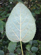 Image of swamp cottonwood