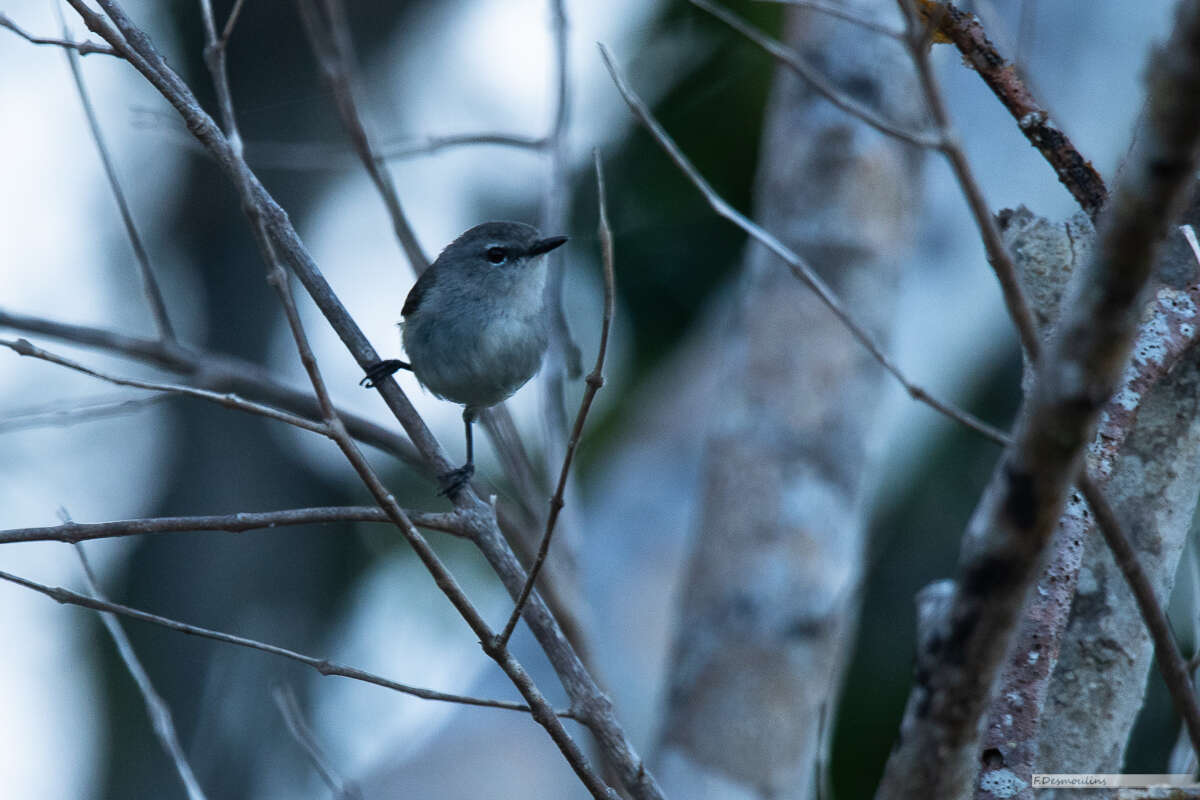 Image of Fan-tailed Gerygone