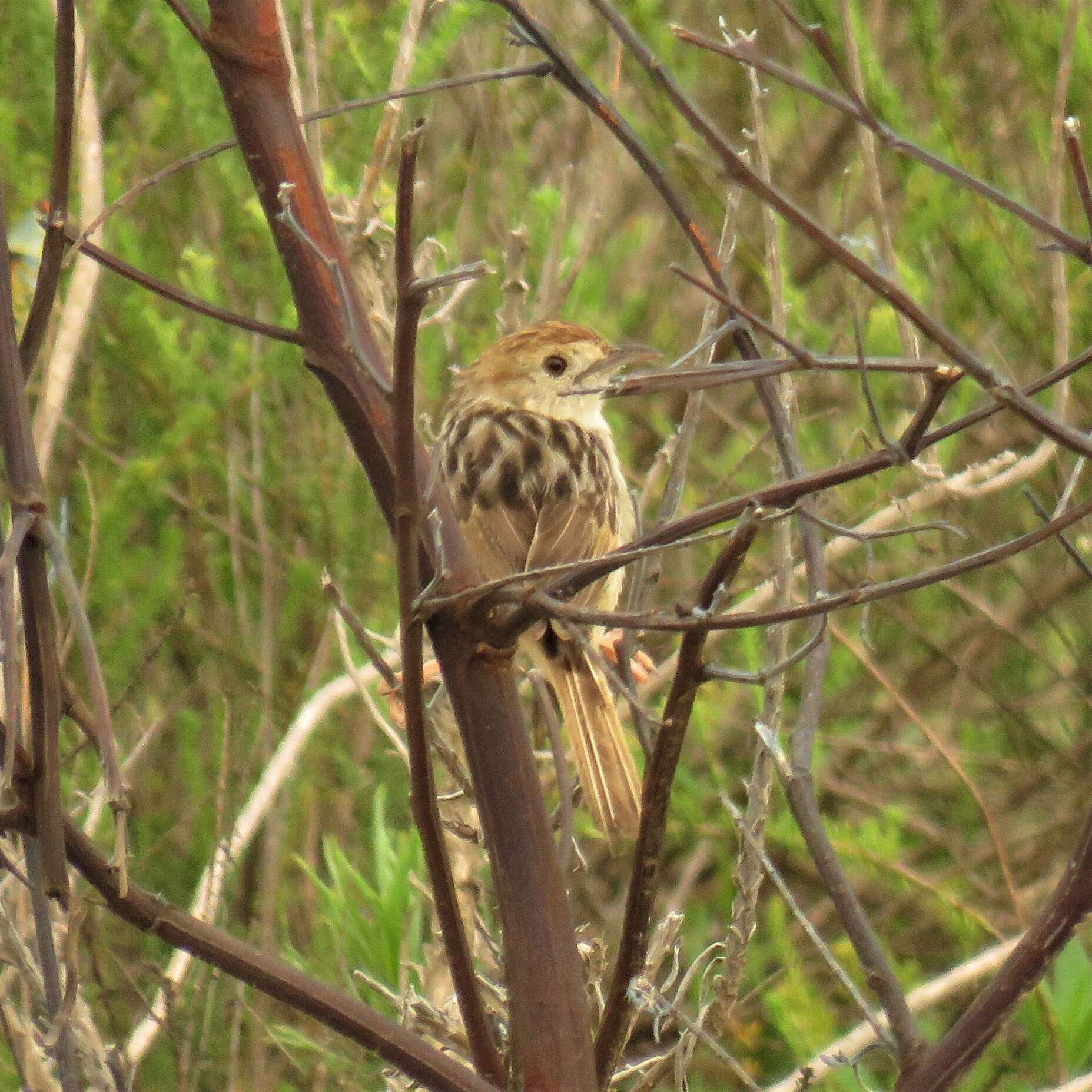 Image of Wailing Cisticola