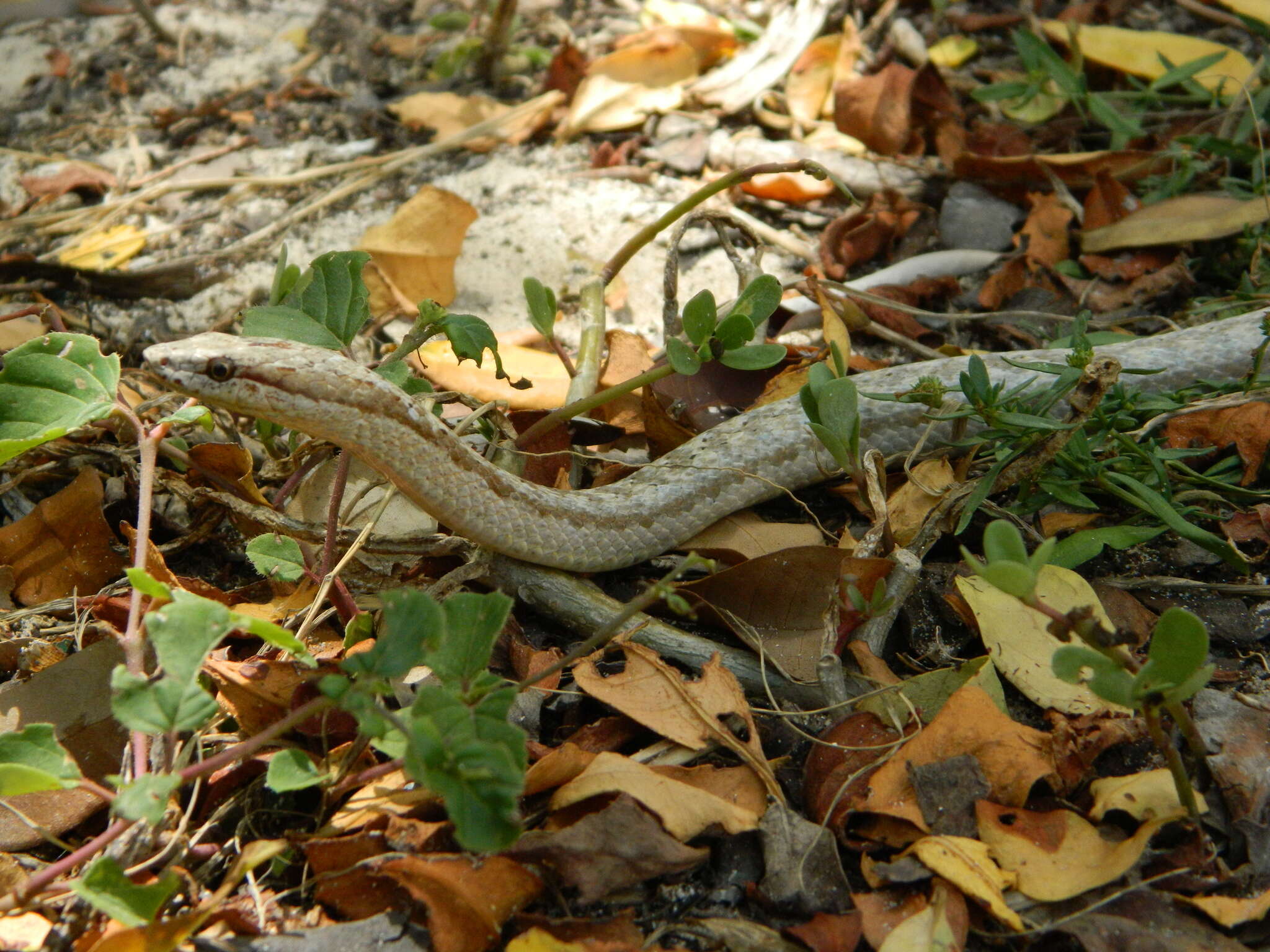 Image of Antiguan Racer