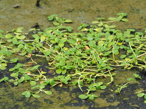 Слика од Peplidium maritimum (L. fil.) Wettst.