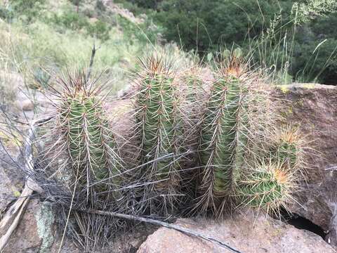 Image of Echinocereus arizonicus subsp. nigrihorridispinus