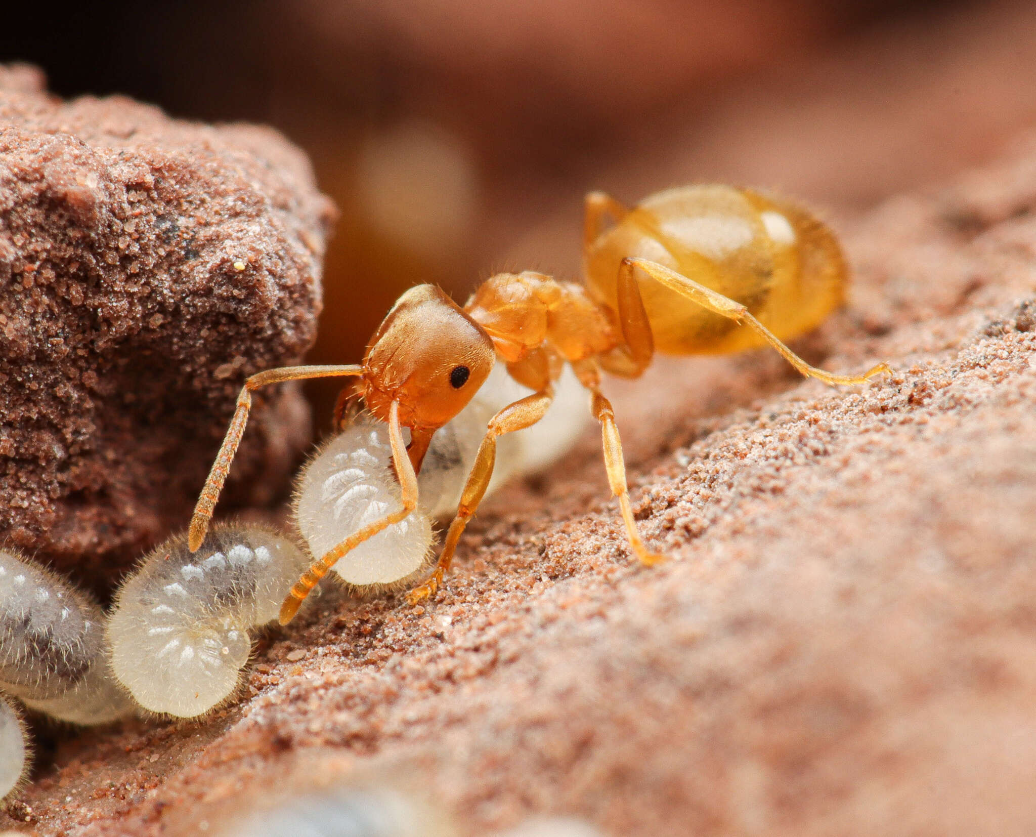 Image de Lasius sitiens Wilson 1955