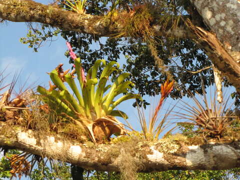 Слика од Tillandsia lucida É. Morren ex Baker