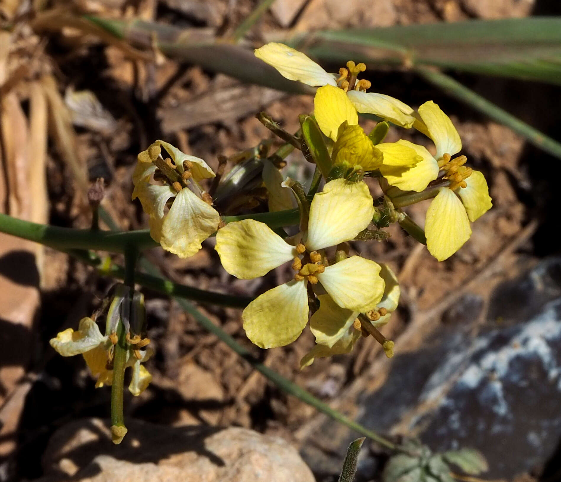 Image of Sisymbrium septulatum DC.