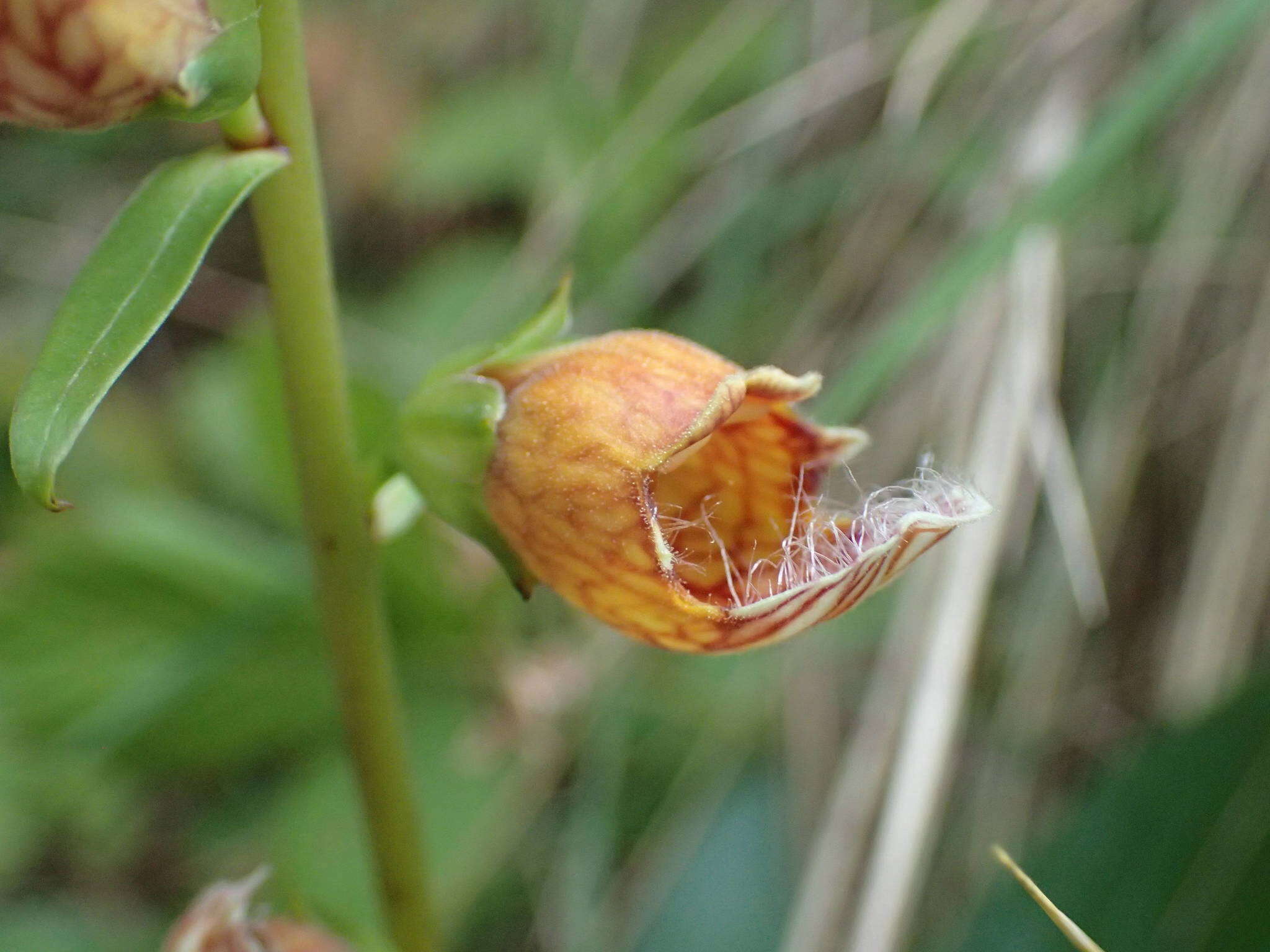 Imagem de Digitalis laevigata Waldst. & Kit.