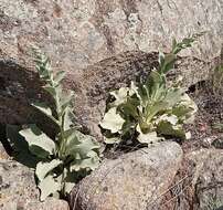 Imagem de Verbascum rotundifolium Ten.