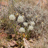 Image of Ptilotus nobilis F. Müll.