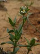 Image de Linaria albifrons (Sm.) Spreng.