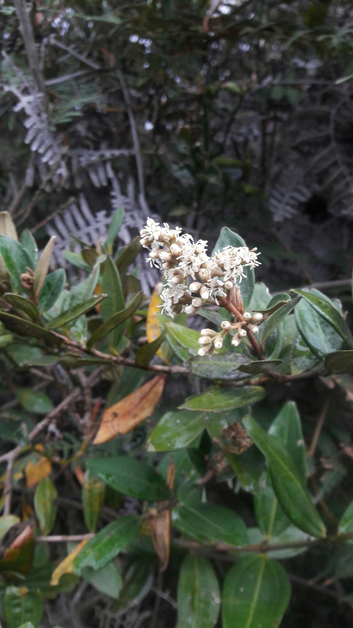 Image of Miconia squamulosa (Sm.) Triana