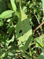 Image of Puccinia helianthi Schwein. 1822