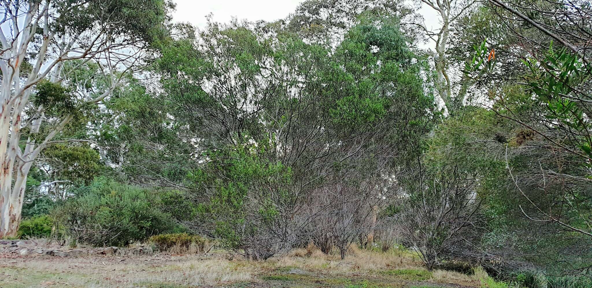 Acacia dodonaeifolia (Pers.) Balb. resmi