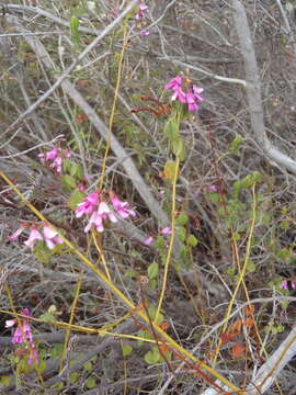 Plancia ëd Hypocalyptus oxalidifolius (Sims) Baill.