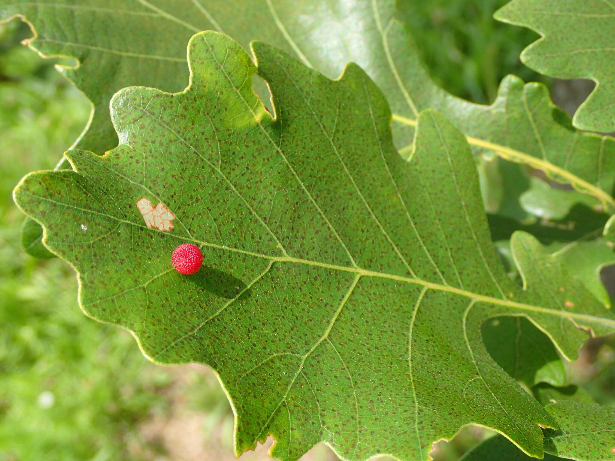 Image of <i>Acraspis quercushirta</i>