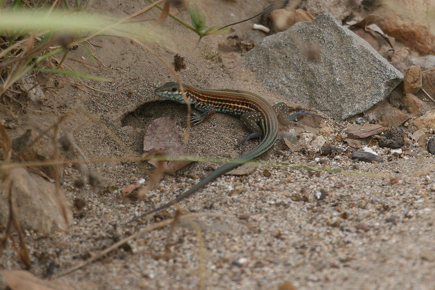 Image of Many-lined Whiptail