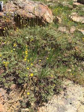 Слика од Eriogonum congdonii (S. Stokes) Reveal