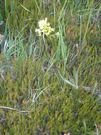 Image of Biscutella laevigata subsp. laevigata