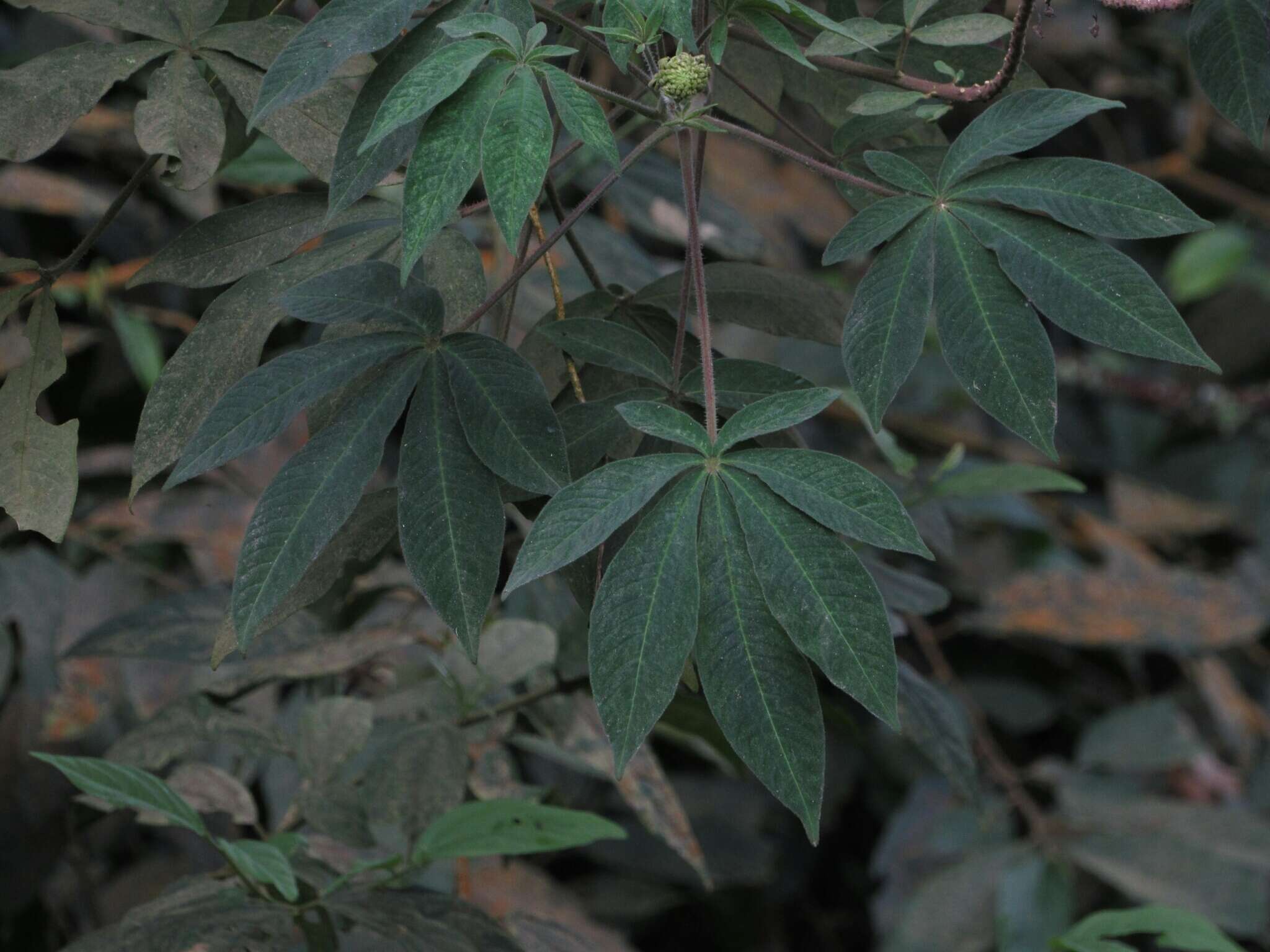 Image of Podandrogyne densiflora (Benth.) H. H. Iltis & T. S. Cochrane