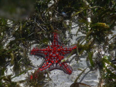 Image of African red knob sea star