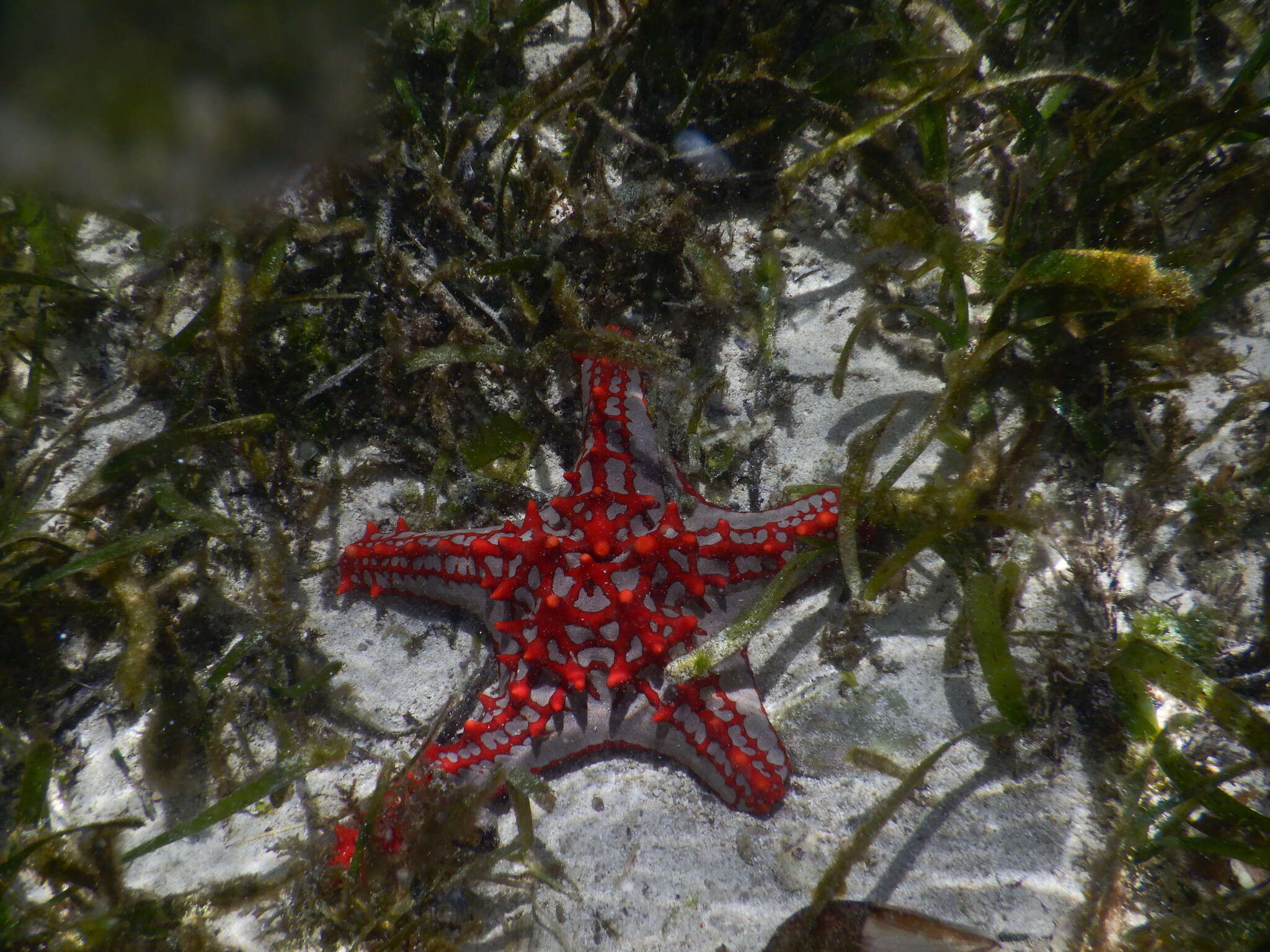 Image of African red knob sea star