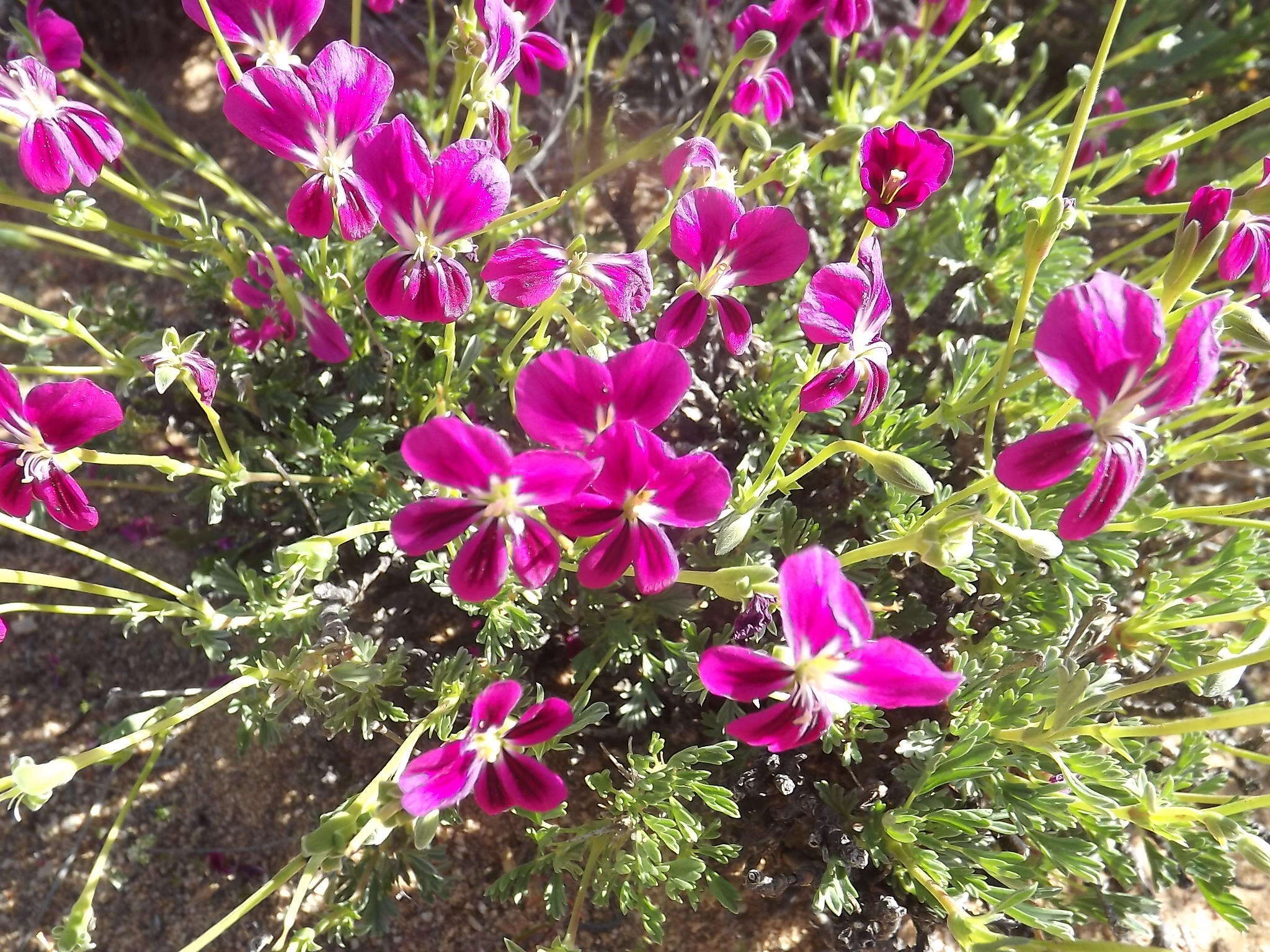 Image of Pelargonium sericifolium J. J. A. Van der Walt