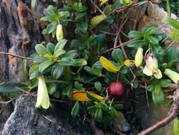 Image of Billardiera longiflora var. ovalis (Lindl.) E. M. Bennett