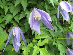 Слика од Clematis alpina (L.) Miller