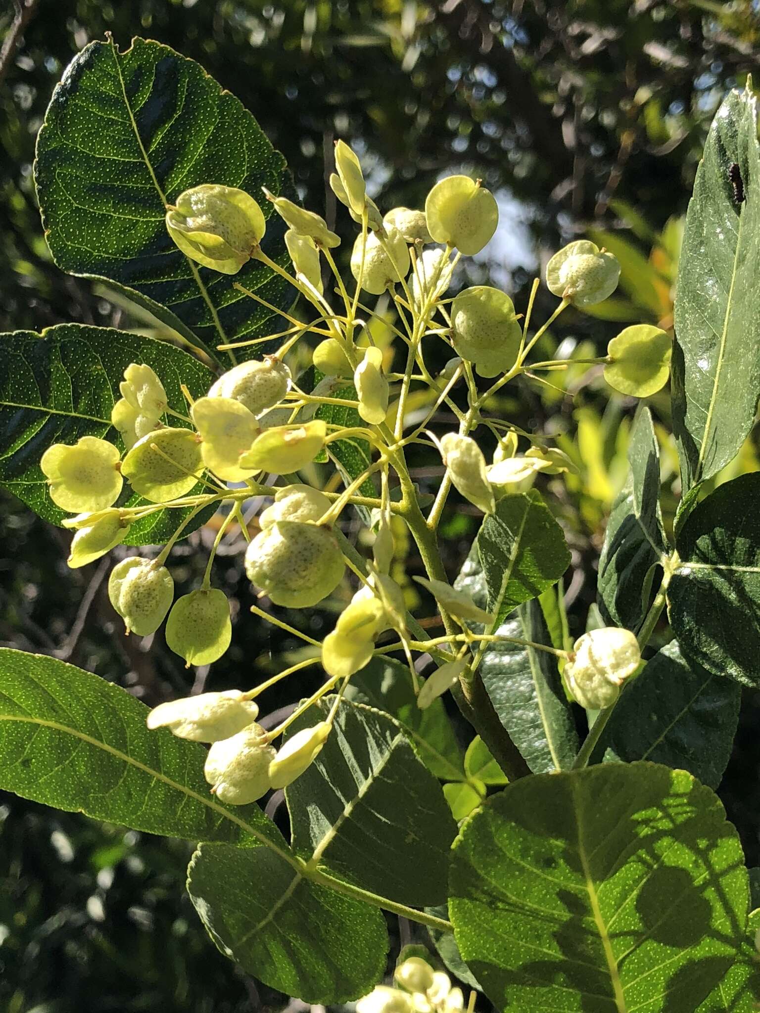 Image de Ptelea crenulata Greene