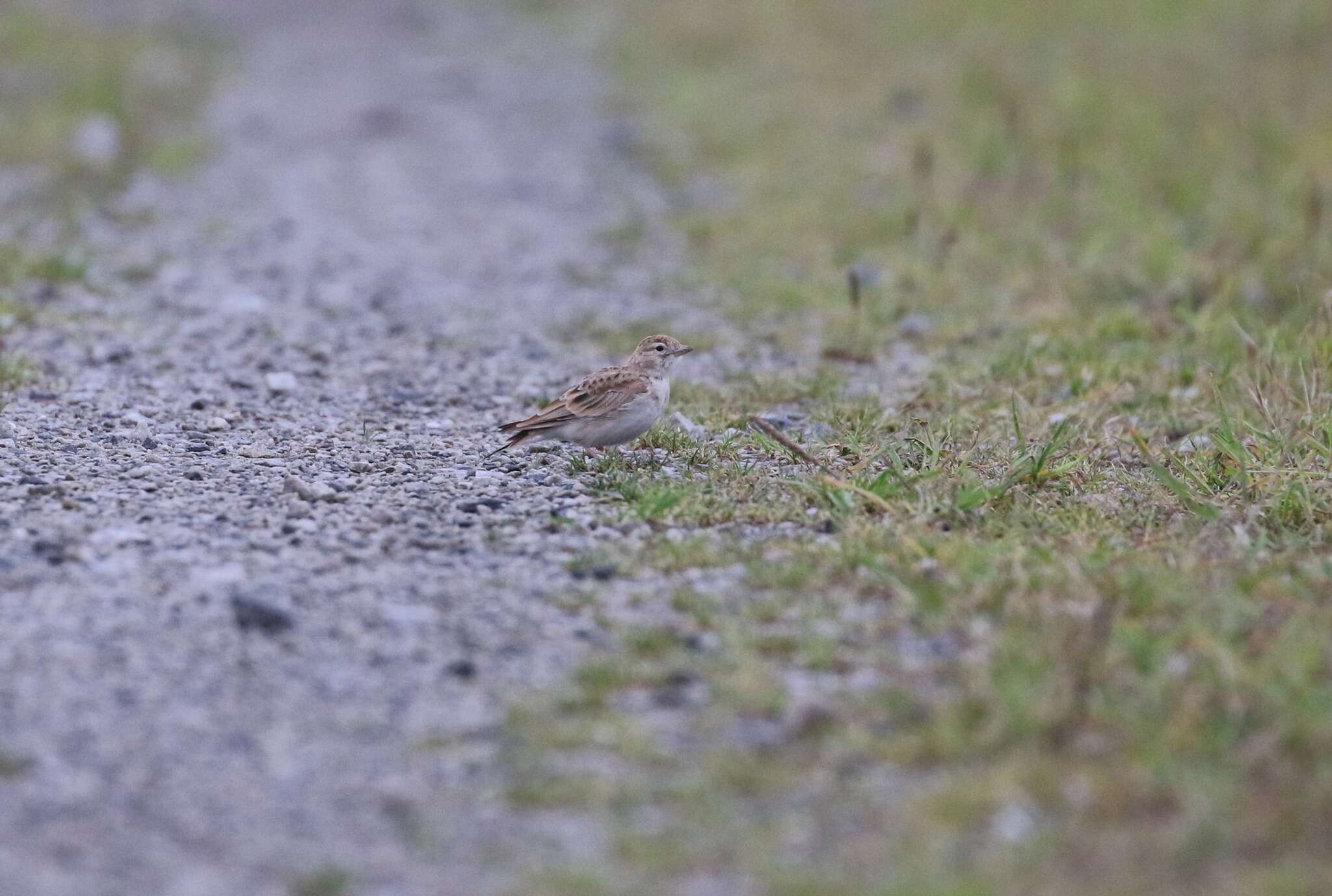 Image of Greater Short-toed Lark