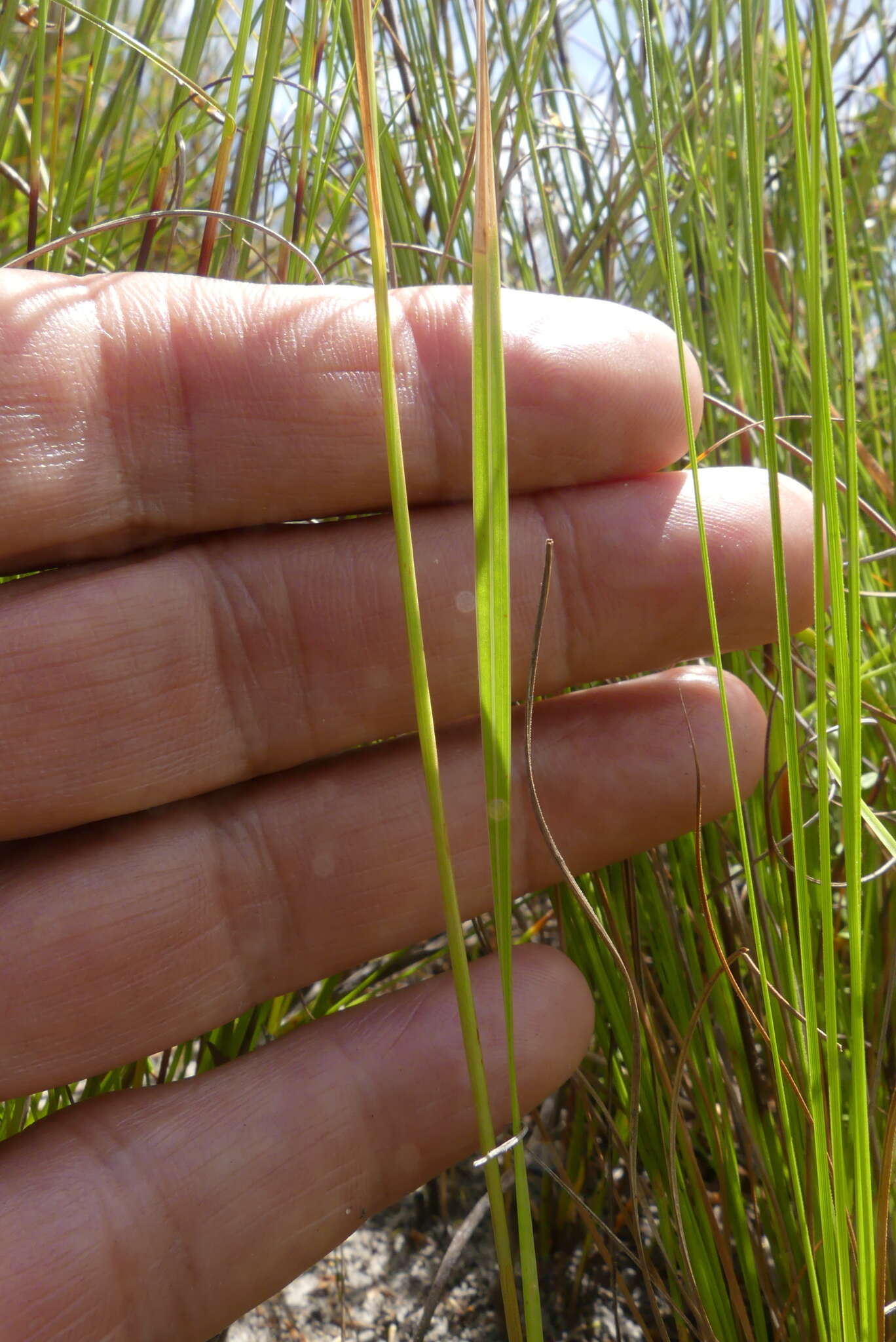 Image of Ixia stricta (Eckl. ex Klatt) G. J. Lewis