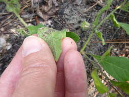 Image of sword groundcherry