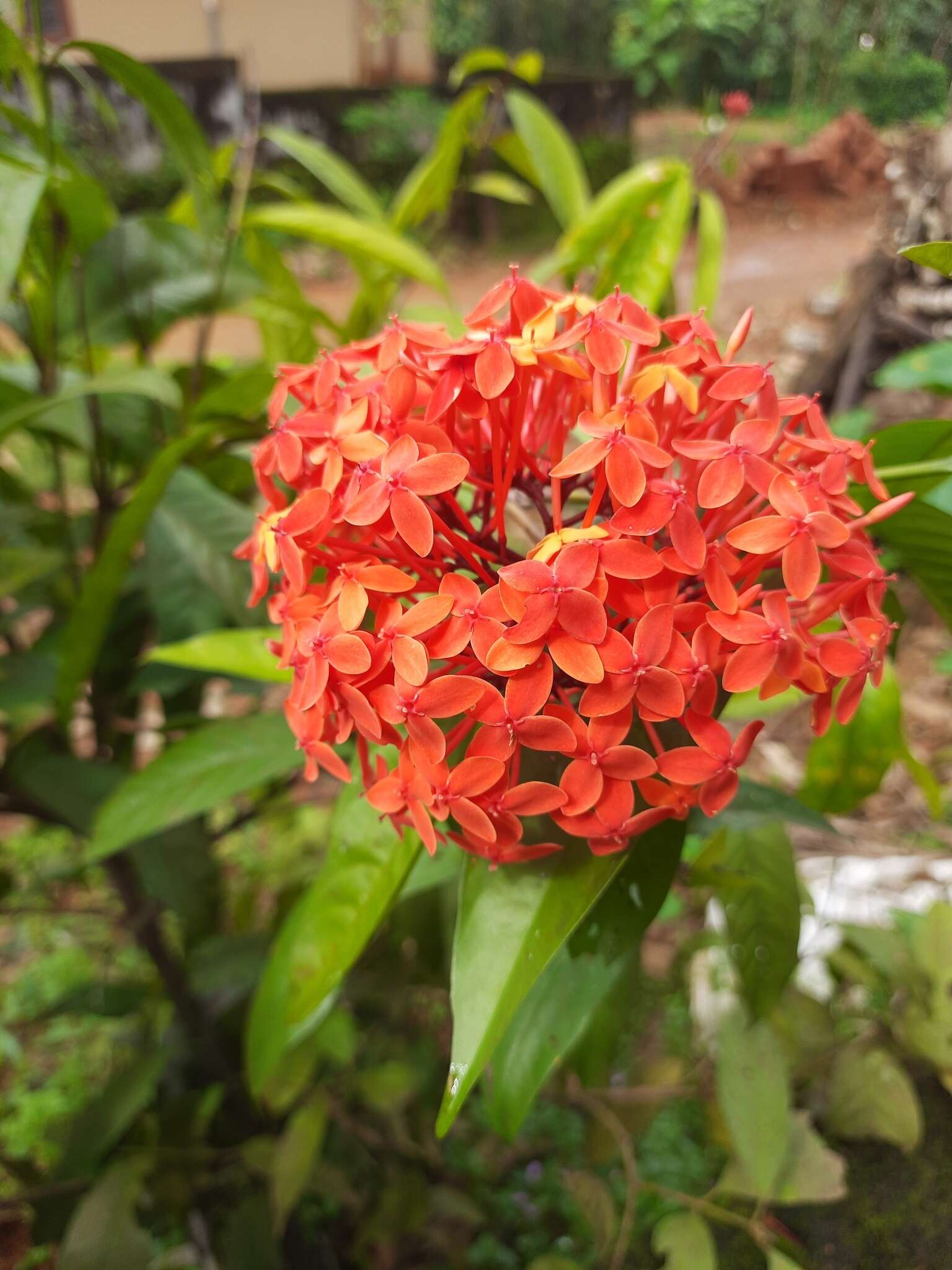 Ixora chinensis Lam. resmi