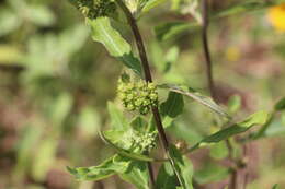 Image of pineland milkweed