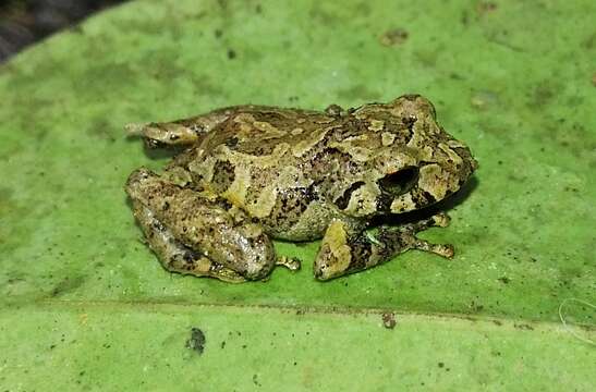 Image of Pristimantis frater (Werner 1899)