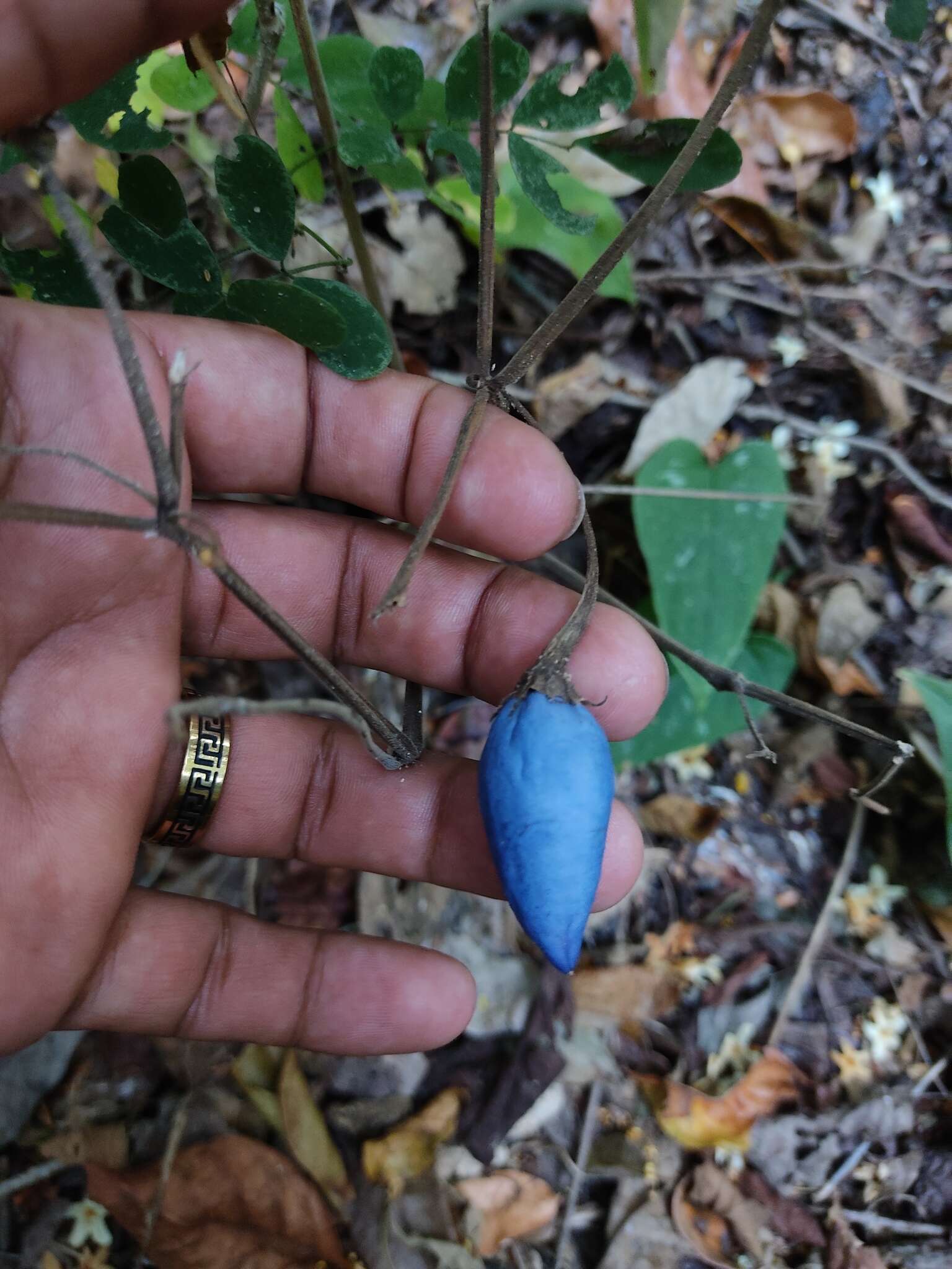 Image de Lycianthes acapulcensis (Baill.) W. G. D' Arcy